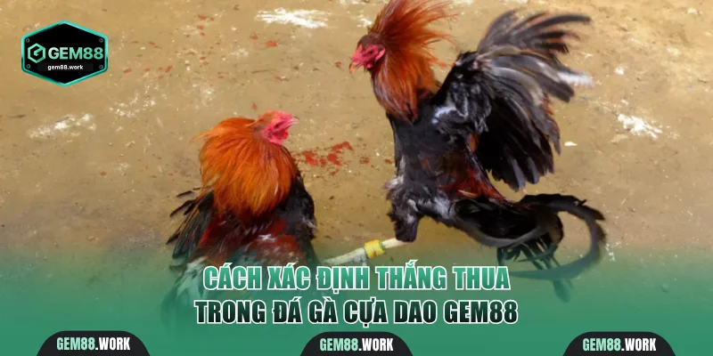 Đá Gà Cựa Dao Gem88 - Cược Kịch Tính Cho Người Đam Mê Cách xác định thắng thua trong đá gà cựa dao Gem88
